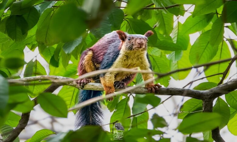 Rare Giant Indian Squirrel Spotted in Barnawapara's Devpur Forest; Forest Minister Extends Congratulations