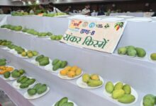 A bounty of mangoes will grace the Agricultural University over the next three days.