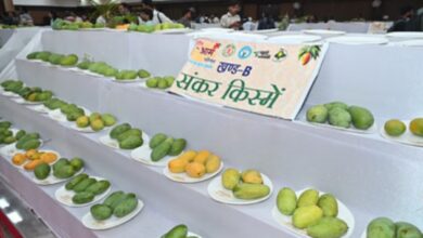 A bounty of mangoes will grace the Agricultural University over the next three days.