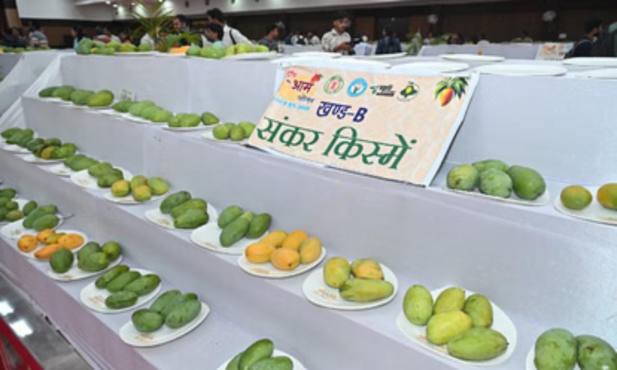 A bounty of mangoes will grace the Agricultural University over the next three days.