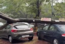 Over 500 trees uprooted by storms in UP and MP; 3 laborers killed after a crane overturned in Haryana.