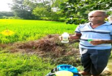 Nano-fertilizer boosts paddy yield and cuts costs: Farmer Niranjan Sidar's experience sets an example.