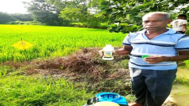 Nano-fertilizer boosts paddy yield and cuts costs: Farmer Niranjan Sidar's experience sets an example.