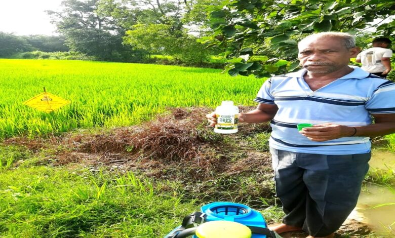 Nano-fertilizer boosts paddy yield and cuts costs: Farmer Niranjan Sidar's experience sets an example.