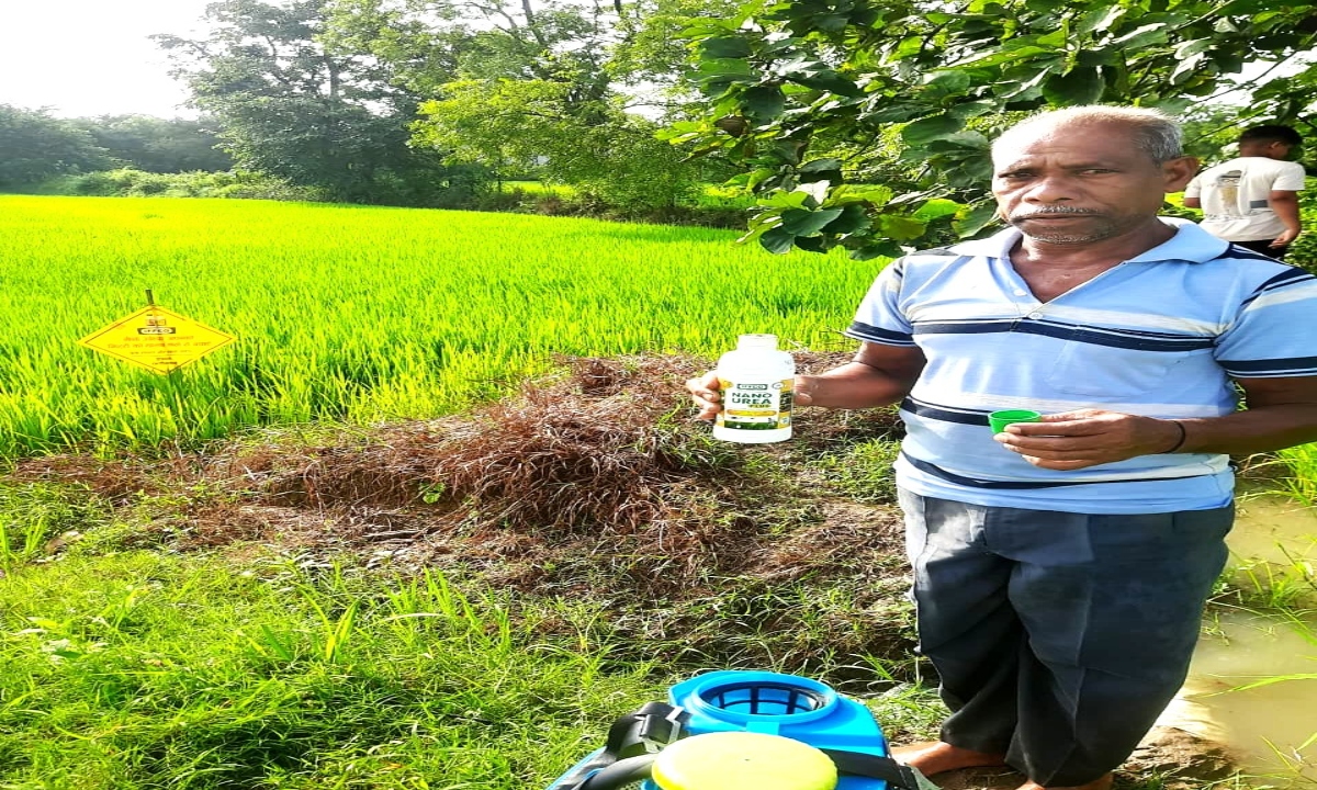 Nano-fertilizer boosts paddy yield and cuts costs: Farmer Niranjan Sidar's experience sets an example.