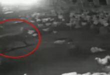 Leopard attacks poultry farm, kills 10 chickens.