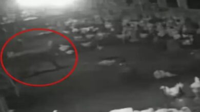 Leopard attacks poultry farm, kills 10 chickens.