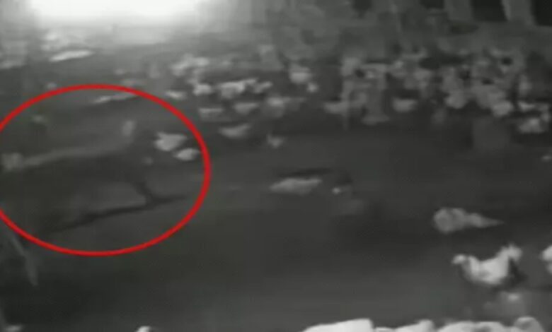 Leopard attacks poultry farm, kills 10 chickens.