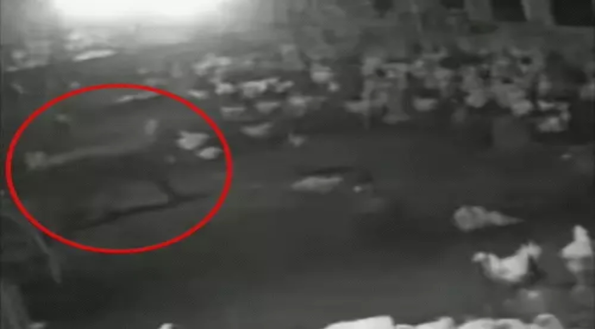 Leopard attacks poultry farm, kills 10 chickens.