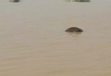Details revealed regarding the deaths of elephant calves in Raigarh.