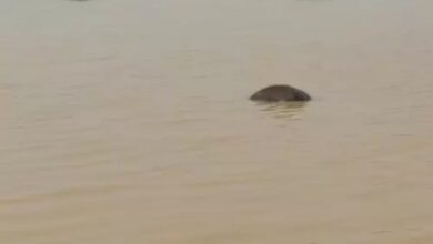 Details revealed regarding the deaths of elephant calves in Raigarh.