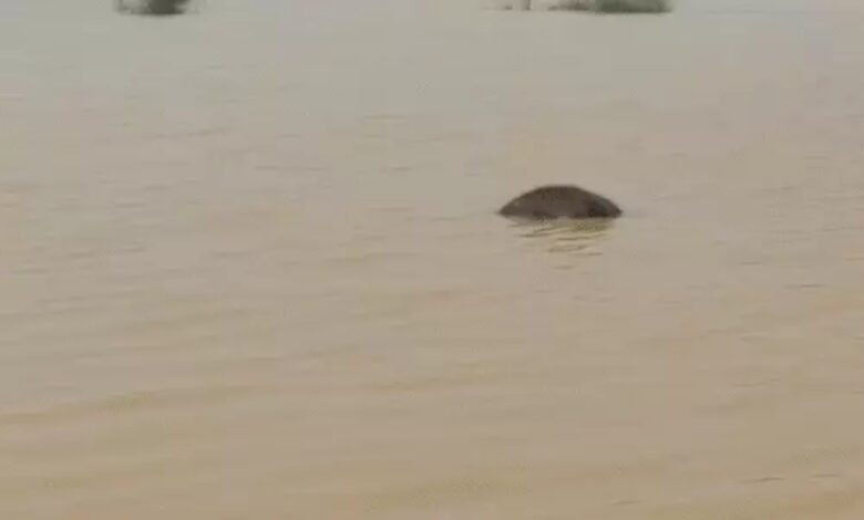 Details revealed regarding the deaths of elephant calves in Raigarh.