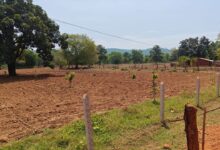 Basin in Narayanpur sets an example: MGNREGA sparks a fruit-bearing revolution in fields; 99% of saplings have survived.