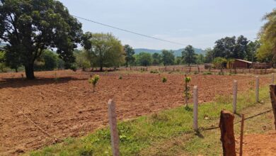Basin in Narayanpur sets an example: MGNREGA sparks a fruit-bearing revolution in fields; 99% of saplings have survived.