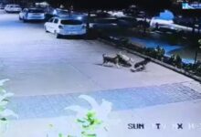 Dogs attack 5-year-old child at play: knocked to the ground and dragged; severe wounds on legs, thighs, and back.
