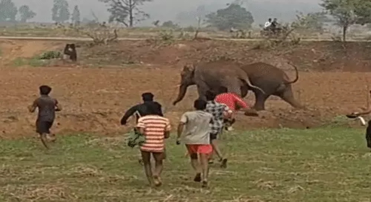 Children threw stones and firecrackers to drive away the elephants.