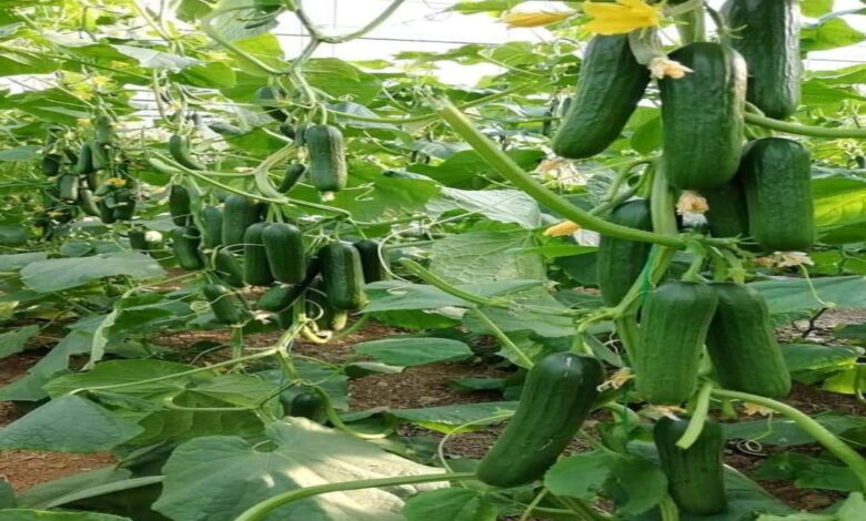 Yields began in just 45 days; the trellis method transformed a farmer's fortunes—Khimanshu from Dhamtari sets an example.