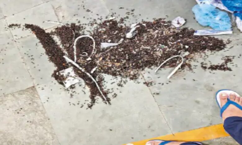 Ants force closure of hospital operation theatre: Surgeries halted for 3 days, Caesarean sections shifted.