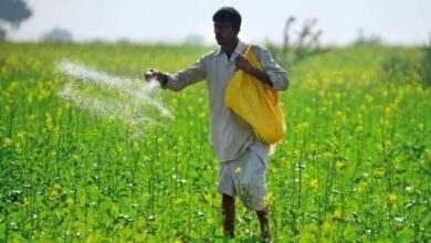 Chhattisgarh received 46,500 tonnes of DAP in July; farmers will not face a shortage.