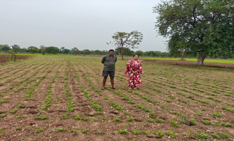 Farmers in Mahasamund shift from paddy to groundnut cultivation; incomes on the rise.