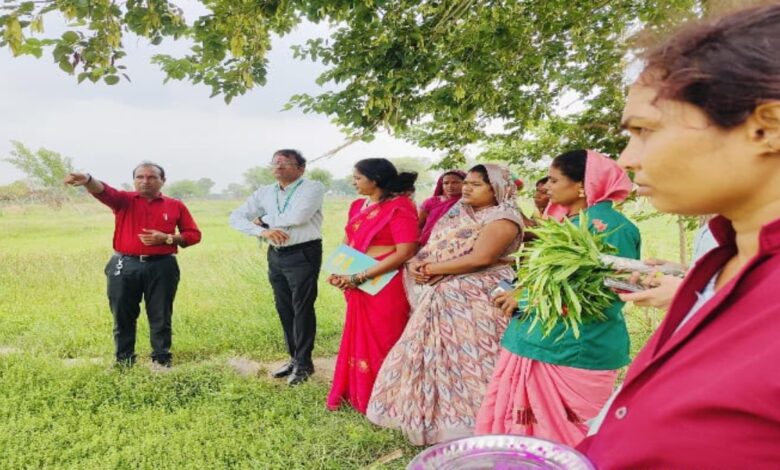 Dhamtari Model Becomes an Inspiration for the Country: Medicinal Farming Transforms Women's Fortunes; Expansion to 500 Acres Planned