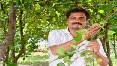 The Sweetness of 'Pears' in Mainpat: Chhattisgarh's 'Shimla' Emerges as a New Hub for Agri-Tourism