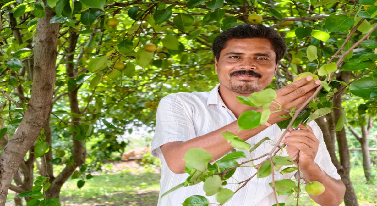 The Sweetness of 'Pears' in Mainpat: Chhattisgarh's 'Shimla' Emerges as a New Hub for Agri-Tourism