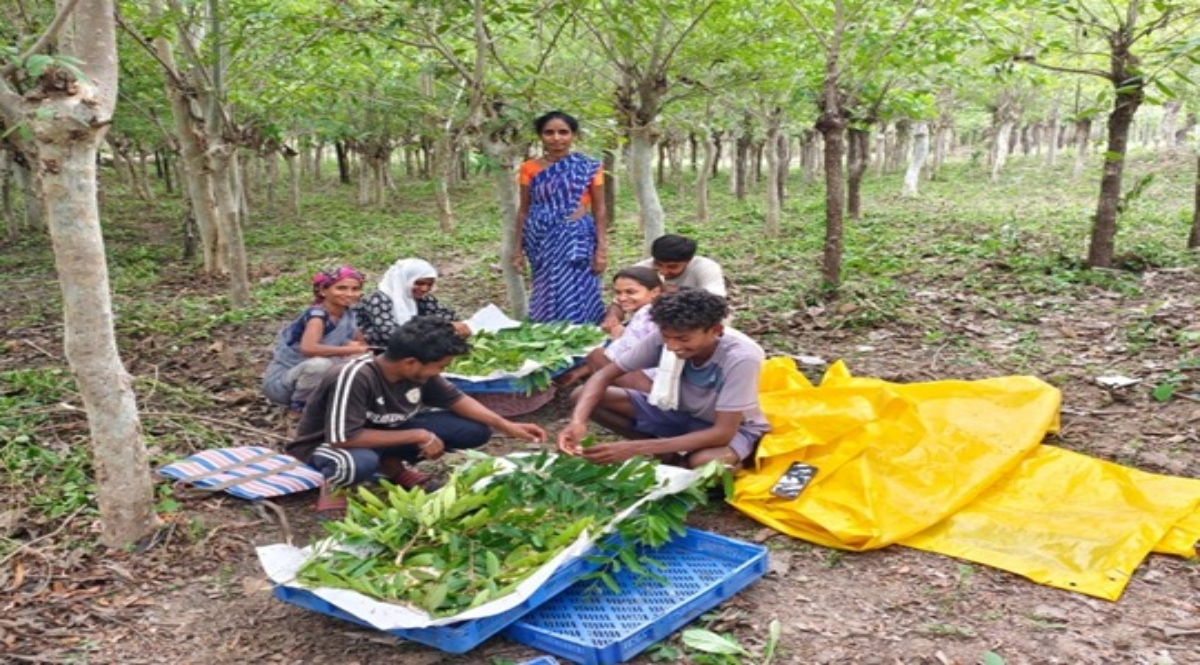 The Silk Department's initiative will increase the income of the villagers, distributing 5,700 tasar egg groups.