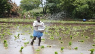 Farming activities gain momentum in Chhattisgarh; sowing completed on 69% of the area, and 9.22 lakh tonnes of fertilizer distributed to farmers.