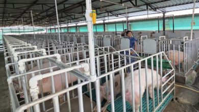 Gracy, a B.Sc. Agriculture graduate, sets an example by establishing a modern farm with over 400 pigs.