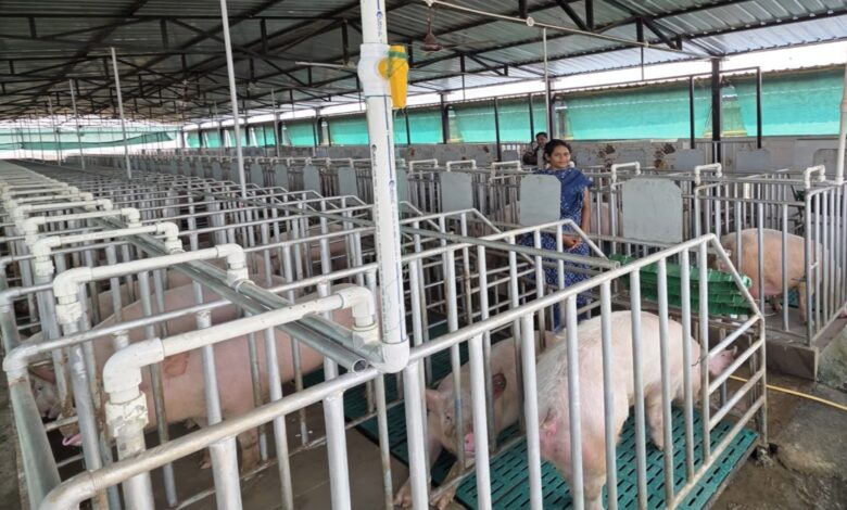 Gracy, a B.Sc. Agriculture graduate, sets an example by establishing a modern farm with over 400 pigs.
