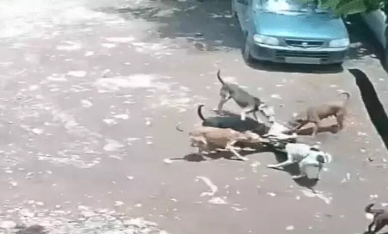 Stray dogs attack 4-year-old girl