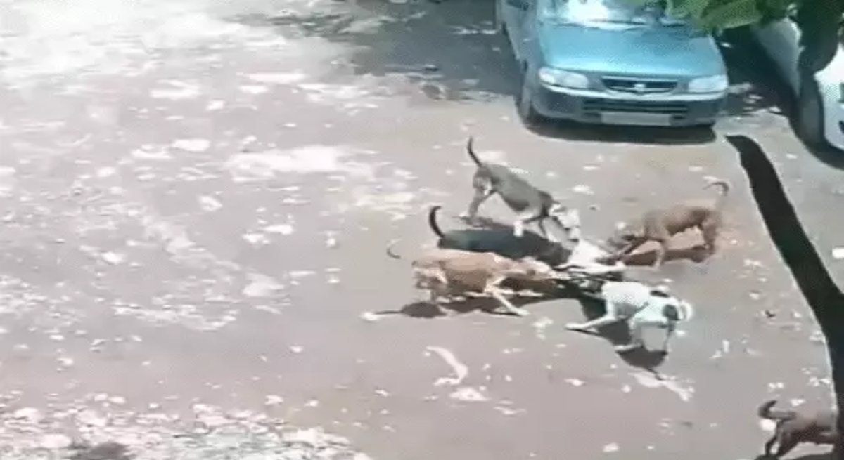 Stray dogs attack 4-year-old girl