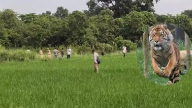 Ox killed in tiger attack; Forest Department on alert; panic among villagers.