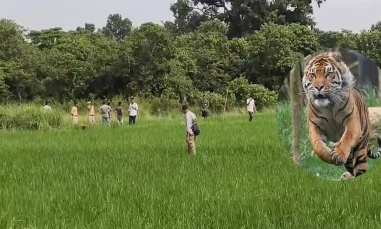 Ox killed in tiger attack; Forest Department on alert; panic among villagers.