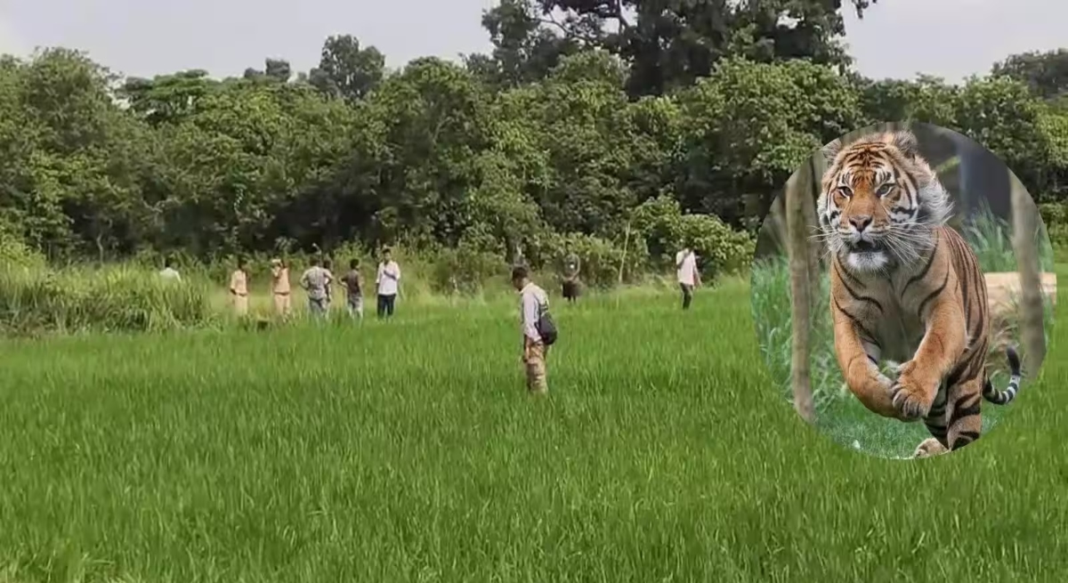 Ox killed in tiger attack; Forest Department on alert; panic among villagers.