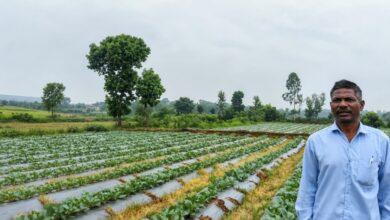 Drip irrigation transforms a farmer's fortunes: Vegetable production increased with less water, while a 55% subsidy paved a new path.