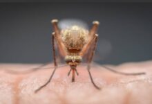 Malaria wreaks havoc in Kanker; villagers forced to cross river for treatment.