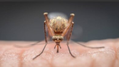 Malaria wreaks havoc in Kanker; villagers forced to cross river for treatment.