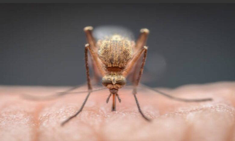 Malaria wreaks havoc in Kanker; villagers forced to cross river for treatment.