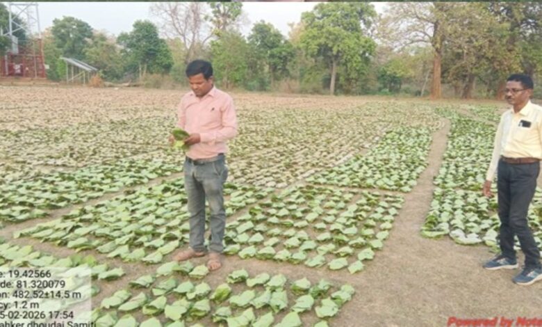10 new tendu leaf collection centres opened in Abujhmad for the first time.