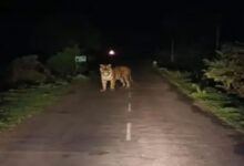 Tiger camps on Dantewada road