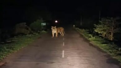 Tiger camps on Dantewada road