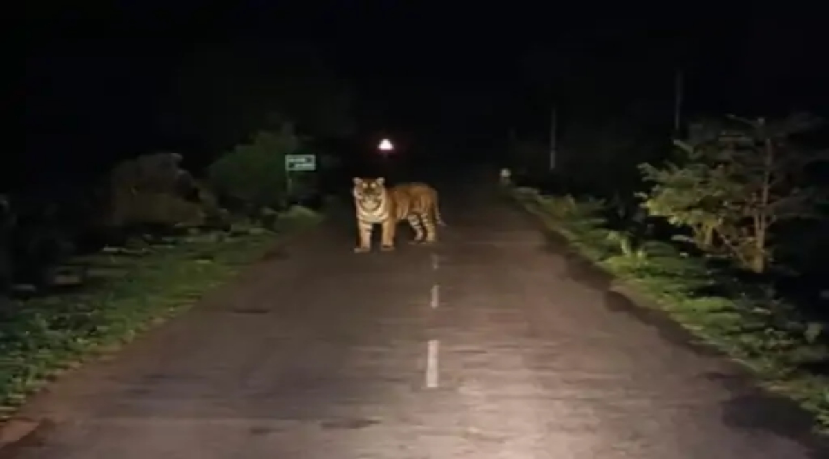 Tiger camps on Dantewada road
