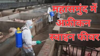 African Swine Fever confirmed in pigs in Mahasamund.
