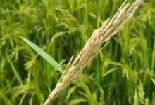 Risk of stem borer and leaf folder infestation in the paddy crop.