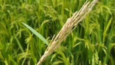 Risk of stem borer and leaf folder infestation in the paddy crop.