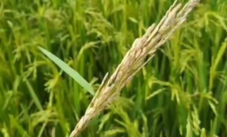 Risk of stem borer and leaf folder infestation in the paddy crop.