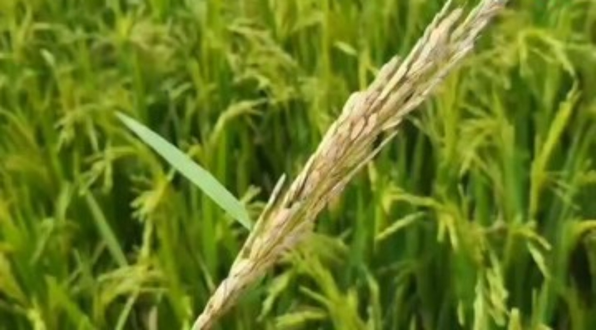 Risk of stem borer and leaf folder infestation in the paddy crop.