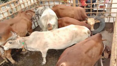 Leaving cattle outside the house in Raipur will prove costly.